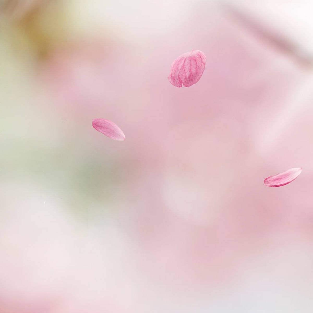 入学式や卒業式などお祝いの席におすすめの着物特集