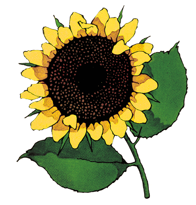 ひまわり イラスト