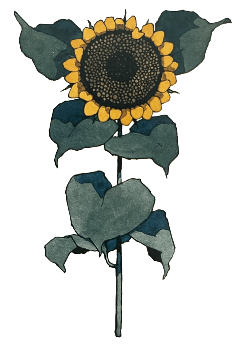 ヒマワリ イラスト