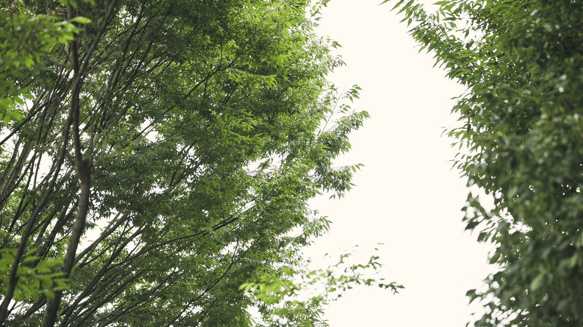 お正月イメージ1