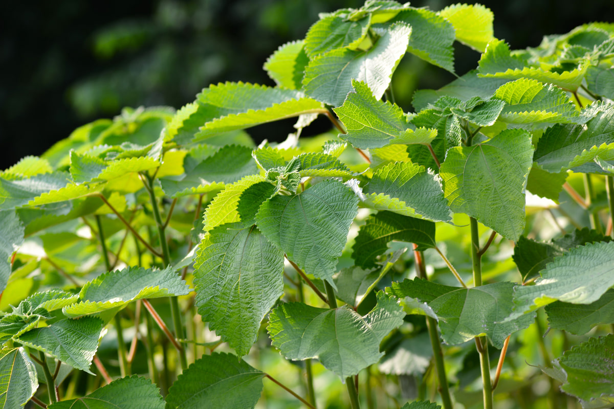 ラミー（苧麻）