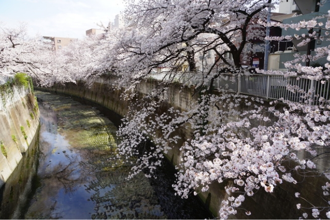 井の頭公園にある井の頭池に源を発し、都心の真ん中を流れる神田川。春になると川沿いの桜が咲き誇ります。