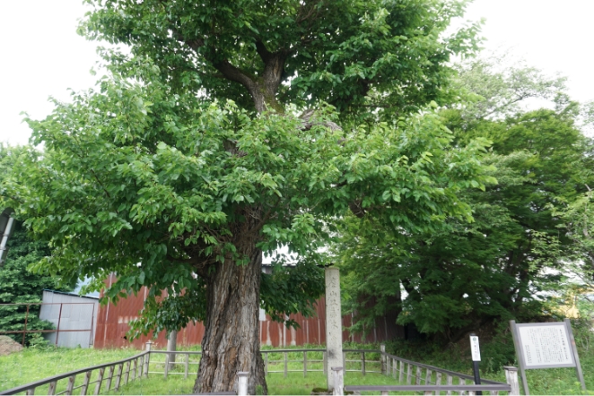 上杉鷹山公が養蚕を奨励するために苗木を与えたものの１つと伝わる「大桑の木」も現存しています。この桑の木は昭和31年(1956年)長井市の天然記念物、山形県の重要文化財に指定されました。